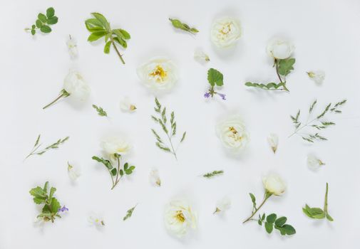 Natural background: light green leaves and white wild rose flowers on white background; top view;  flat lay