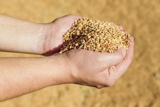 Men's hands holding a heap of of ripe wheat grains against the background of spilled grain