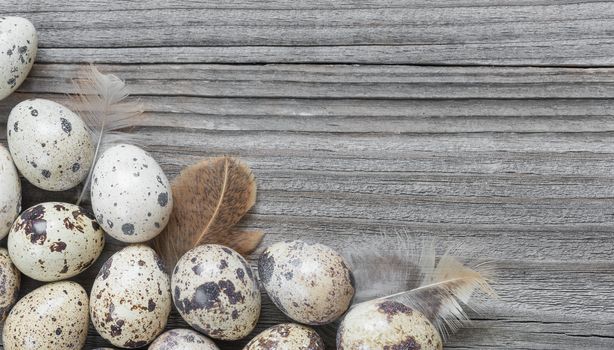 Spotted quail eggs and feathers arranged in a form of the frame on the background of old wooden boards, with copy-space