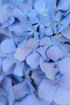 Macro details of blue colored Hydrangea flowers in vertical frame