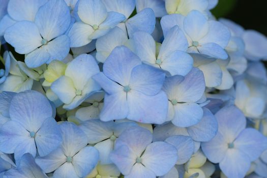 Macro texture of blue colored Hydrangea flowers in horizontal frame