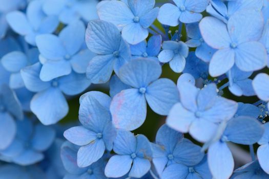 Macro texture of blue colored Hydrangea flowers in horizontal frame