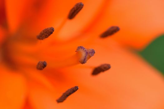 Macro texture of orange colored Burgundy Lily in horizontal frame