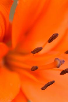 Macro texture of orange colored Burgundy Lily in vertical frame