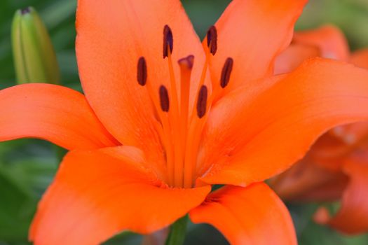 Orange colored summer flower Burgundy Lily in horizontal frame