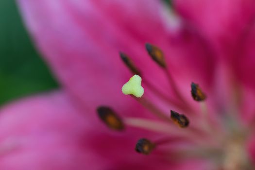Macro background texture of pink colored Burgundy Lily in horizontal frame