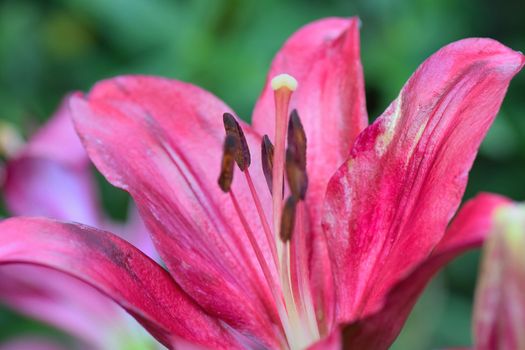 Macro background texture of pink colored Burgundy Lily in horizontal frame