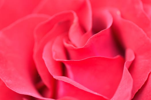Macro details of vibrant red rose in horizontal frame