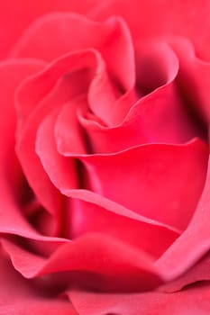 Macro details of vibrant red rose in vertical frame