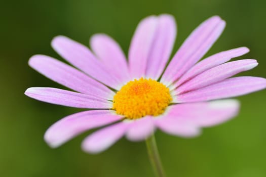 Macro details of Pink Daisy flower in horizontal frame