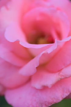 Macro texture of vibrant pink rose in vertical frame