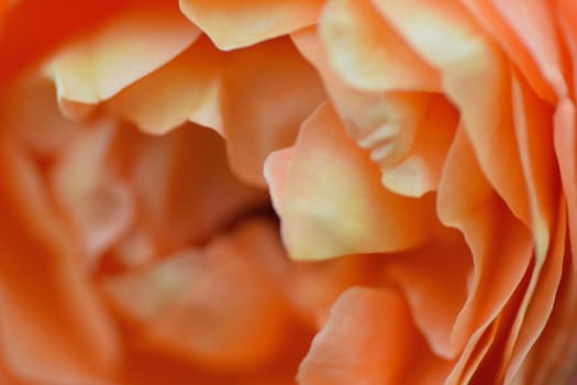 Macro details of vibrant orange colored rose petals in horizontal frame