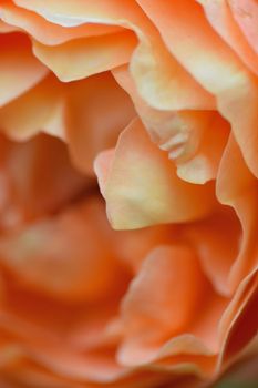 Macro details of vibrant orange colored rose petals in vertical frame