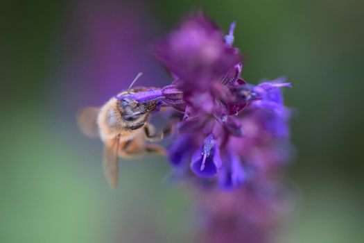 Nature background honey bee on lavender flowers in horizontal frame