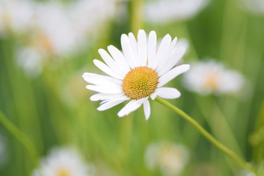 Summer background of white Daisy flower in horizontal frame