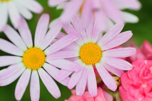 Macro texture of white Daisy flower petals in horizontal frame