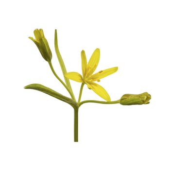Yellow flower isolated on a white background