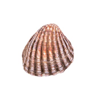 Sea shell isolated on a white background