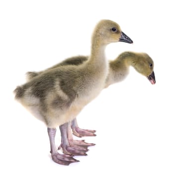 young gosling in front of white background