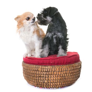 puppy miniature schnauzer and chihuahua in front of white background
