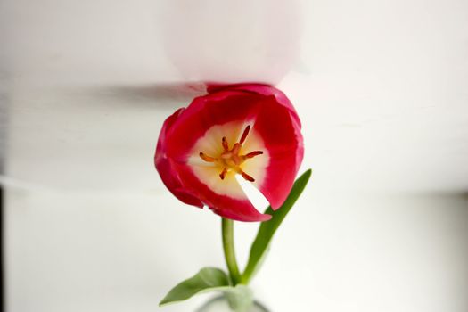 Flower red bud opening. A gift to a woman. Photo for your design.