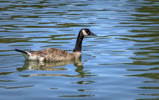 An image of a Canadian Goose floating in Stow lake located in San Francisco's Golden Gate Park on a Spring day.