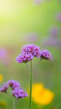 Beautiful Butterfly on Colorful Flower, nature background