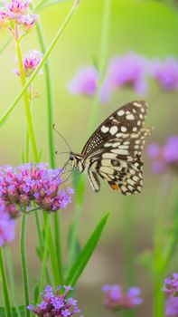 Beautiful Butterfly on Colorful Flower, nature background