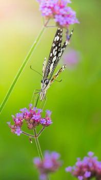 Beautiful Butterfly on Colorful Flower, nature background