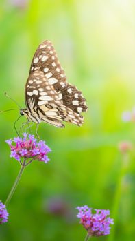 Beautiful Butterfly on Colorful Flower, nature background