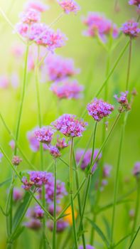 Beautiful Butterfly on Colorful Flower, nature background