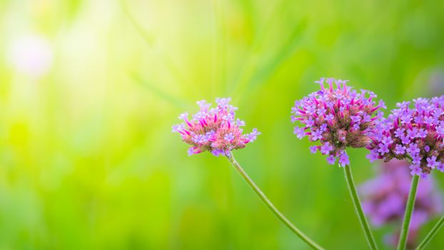 Beautiful Butterfly on Colorful Flower, nature background