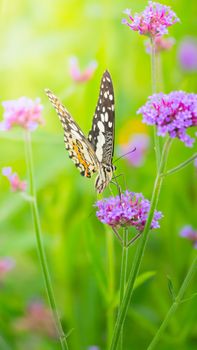 Beautiful Butterfly on Colorful Flower, nature background