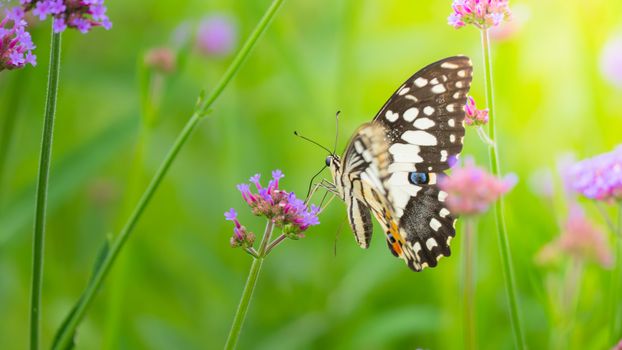 Beautiful Butterfly on Colorful Flower, nature background