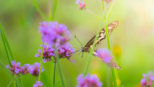 Beautiful Butterfly on Colorful Flower, nature background