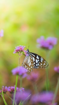 Beautiful Butterfly on Colorful Flower, nature background