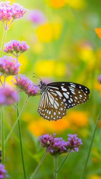 Beautiful Butterfly on Colorful Flower, nature background