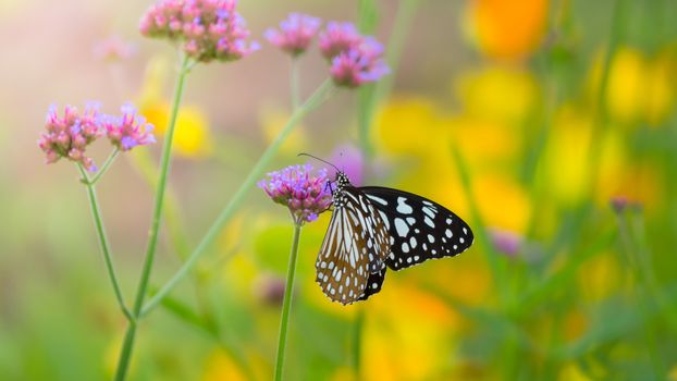 Beautiful Butterfly on Colorful Flower, nature background