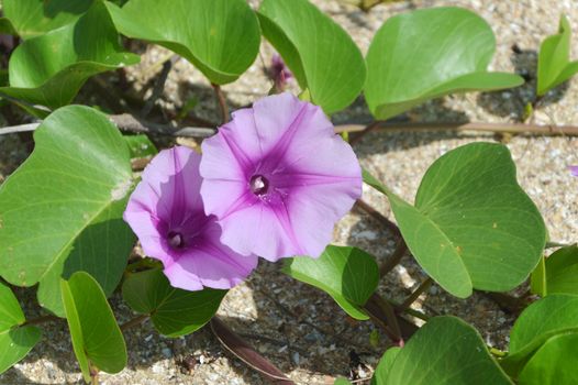 Goat's Foot Creeper flowers or Seaside Morning Glory flowers. (Scientific Name : Ipomoea Pes-caprae)
