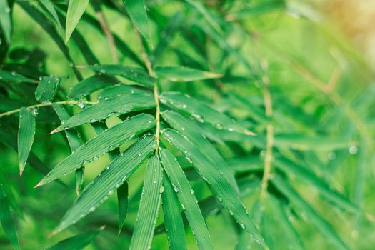 Drip on bamboo leaves with refreshing after rain.