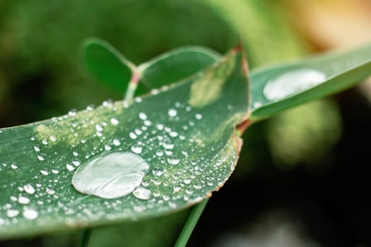 Drops of water on leaves with sunlight.