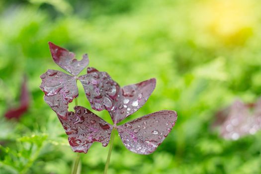 Water drops on leaves with green nature in rainy season.