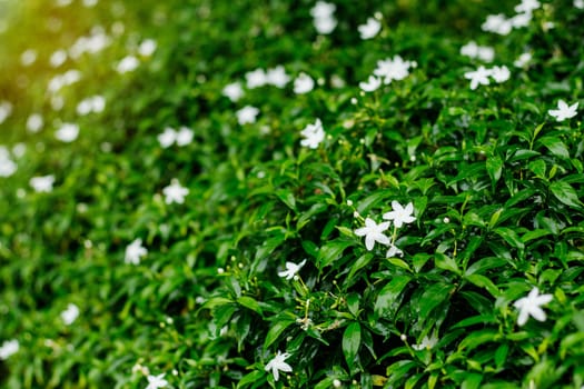 White flowers in the garden with natural green background.