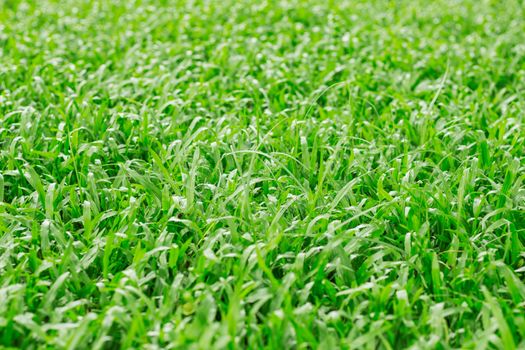 Green lawn with the background.