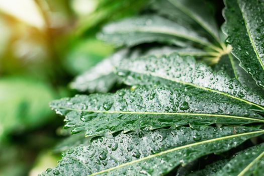 Water drops on leaves and sunlight in rainy season.