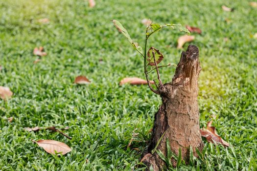 Leaves on stumps drying of dead in the park.