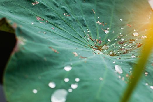 Lotus leaves with drops after rain.