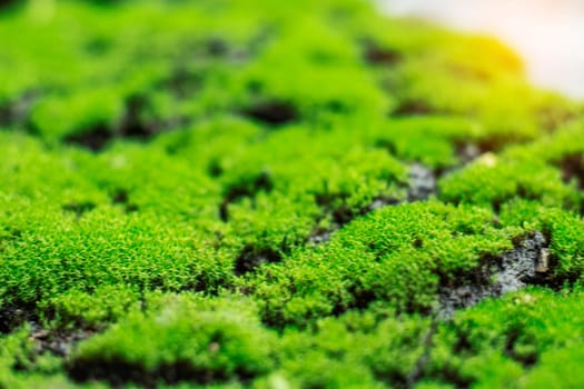 The surface of the moss with the background blurred.