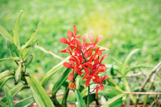 Orange orchid with green background.