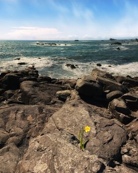 Daffodil Flower Growing From Rock Overlooking Pacific Ocean, Color Image, Day
